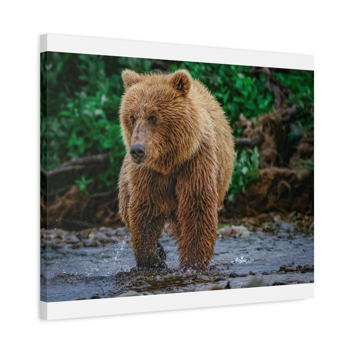 Katmai Brown Bear Wildlife Canvas Print Stretched Matte Nature Wall Art