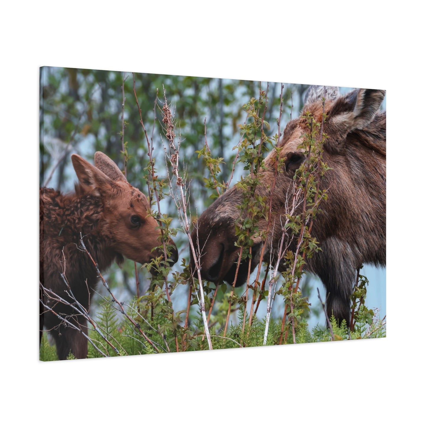 Moose Mama & Calf Matte Canvas Wall Art
