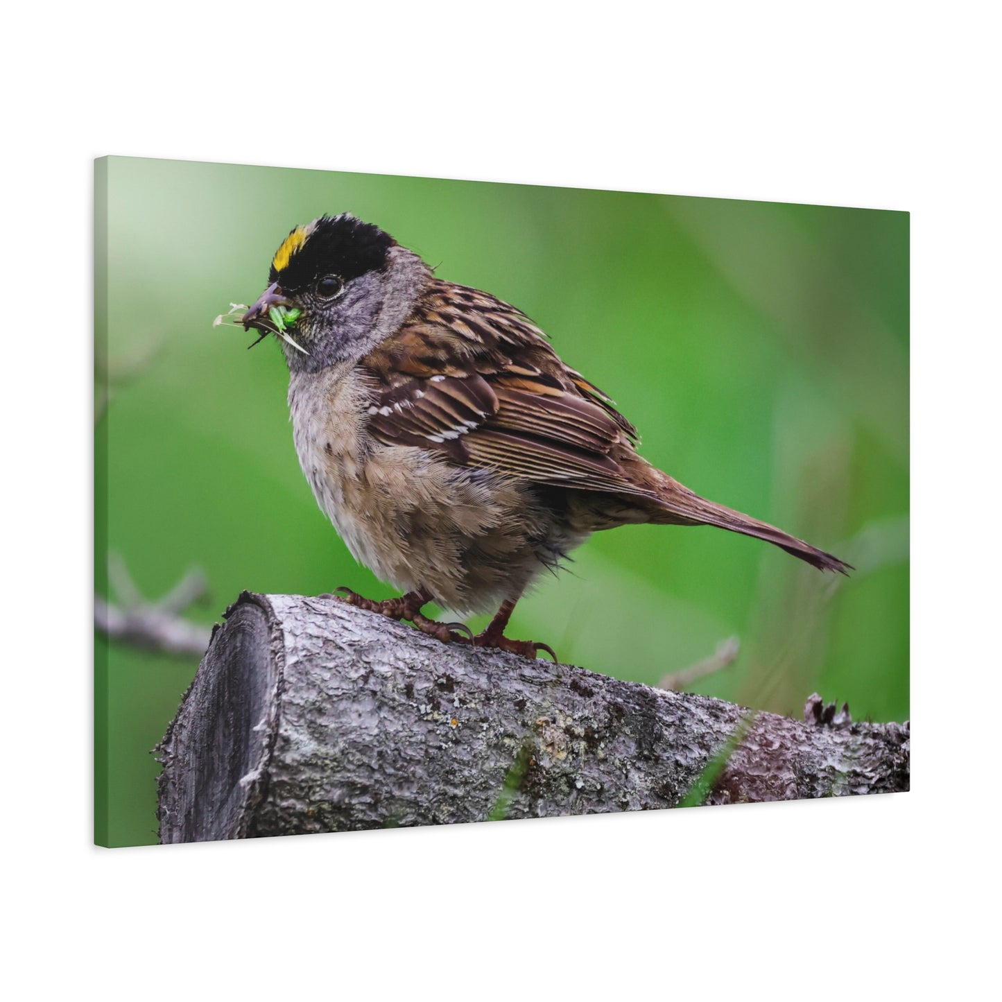 Golden-Crowned Sparrow Canvas Print — Matte Stretched Wall Art