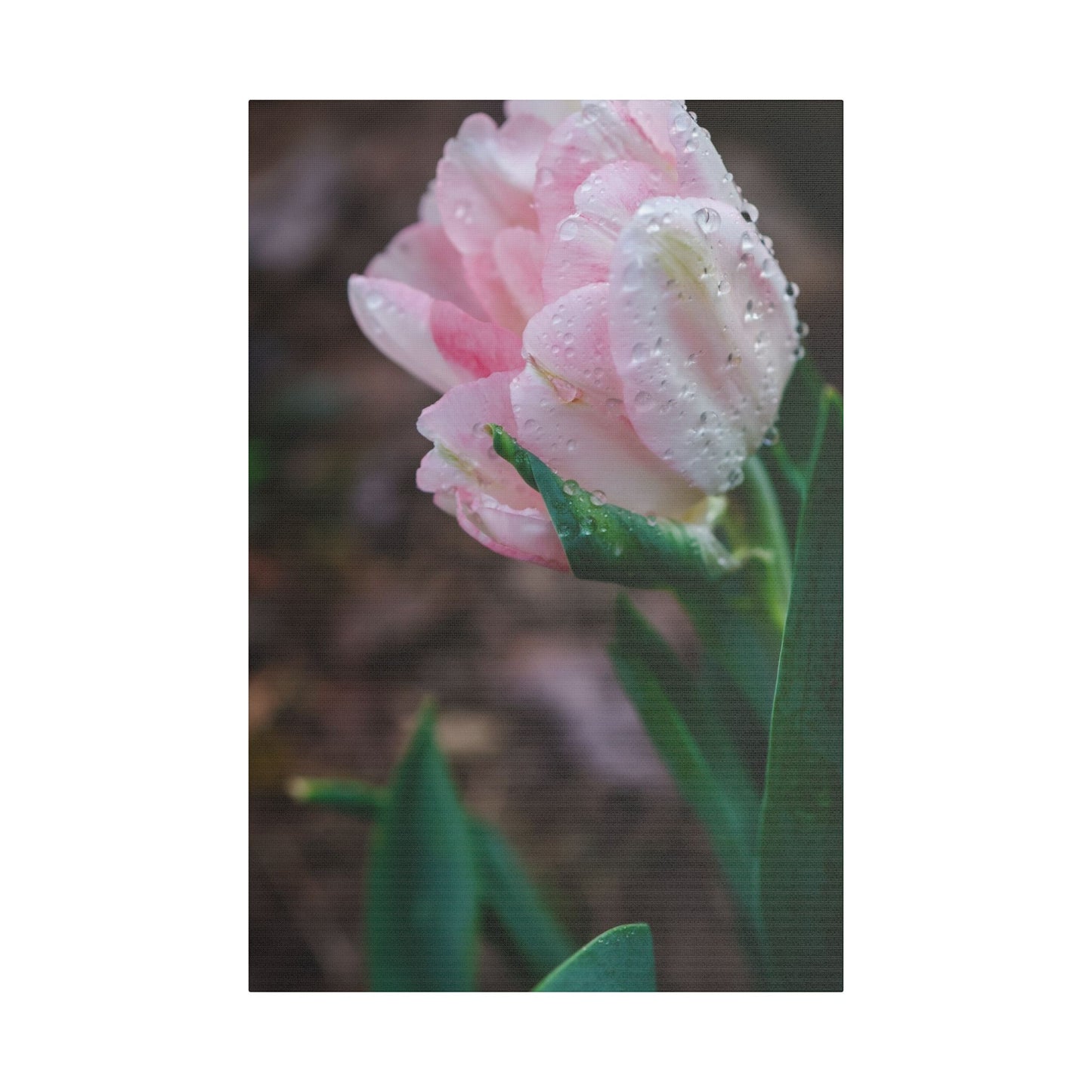 Pale Pink Tulip Close-Up with Rain Drops