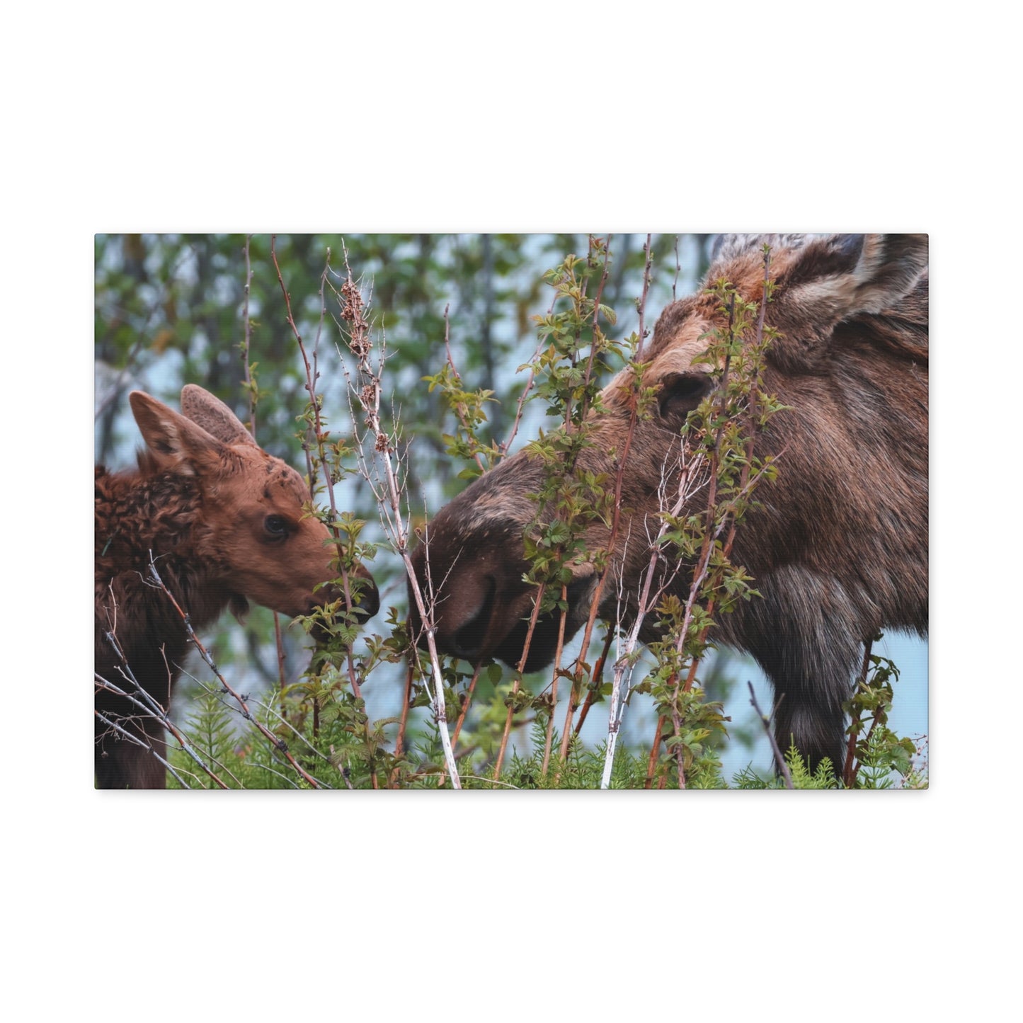 Moose Mama & Calf Matte Canvas Wall Art