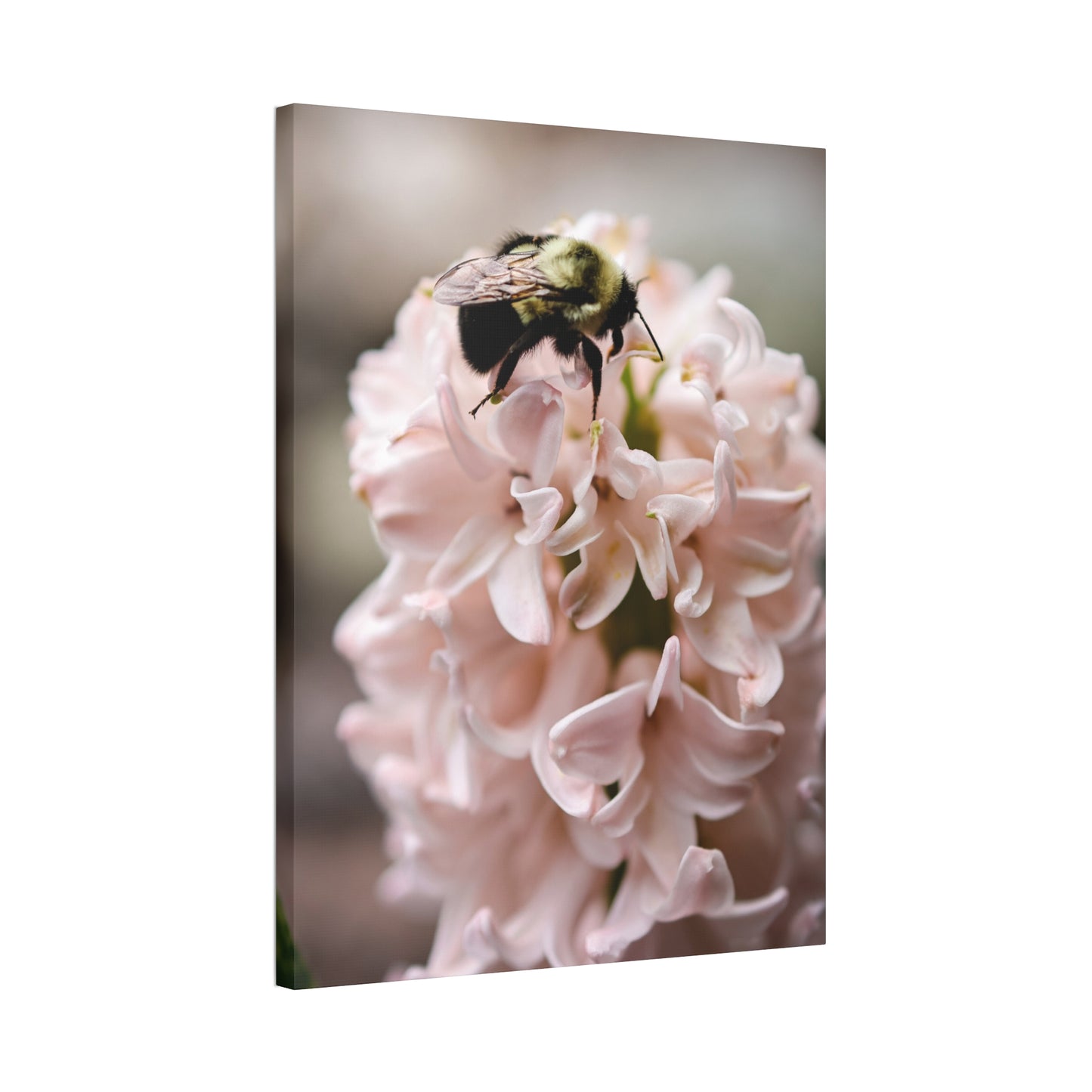Bee on Pink Hyacinth Canvas Print ~ Botanical Wall Art
