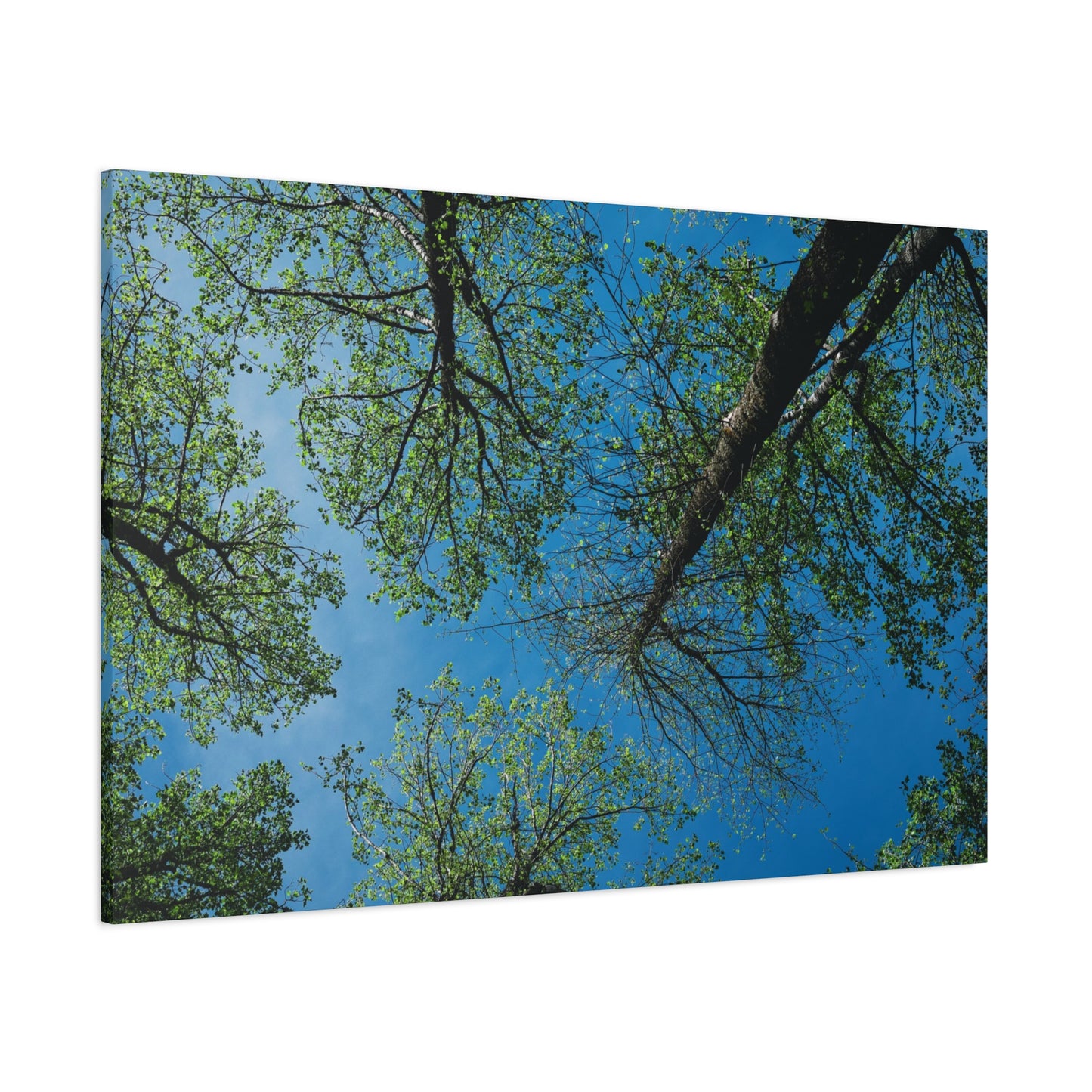 Looking Up Through The Quiet | Stretched Matte Wall Art