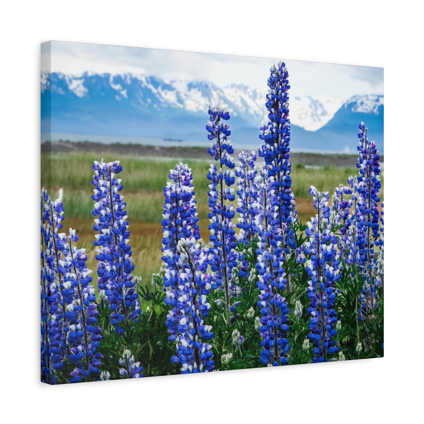 Lupine Meadow Canvas Print — Matte Stretched Wall Art