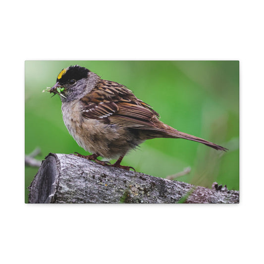 Golden-Crowned Sparrow Canvas Print — Matte Stretched Wall Art