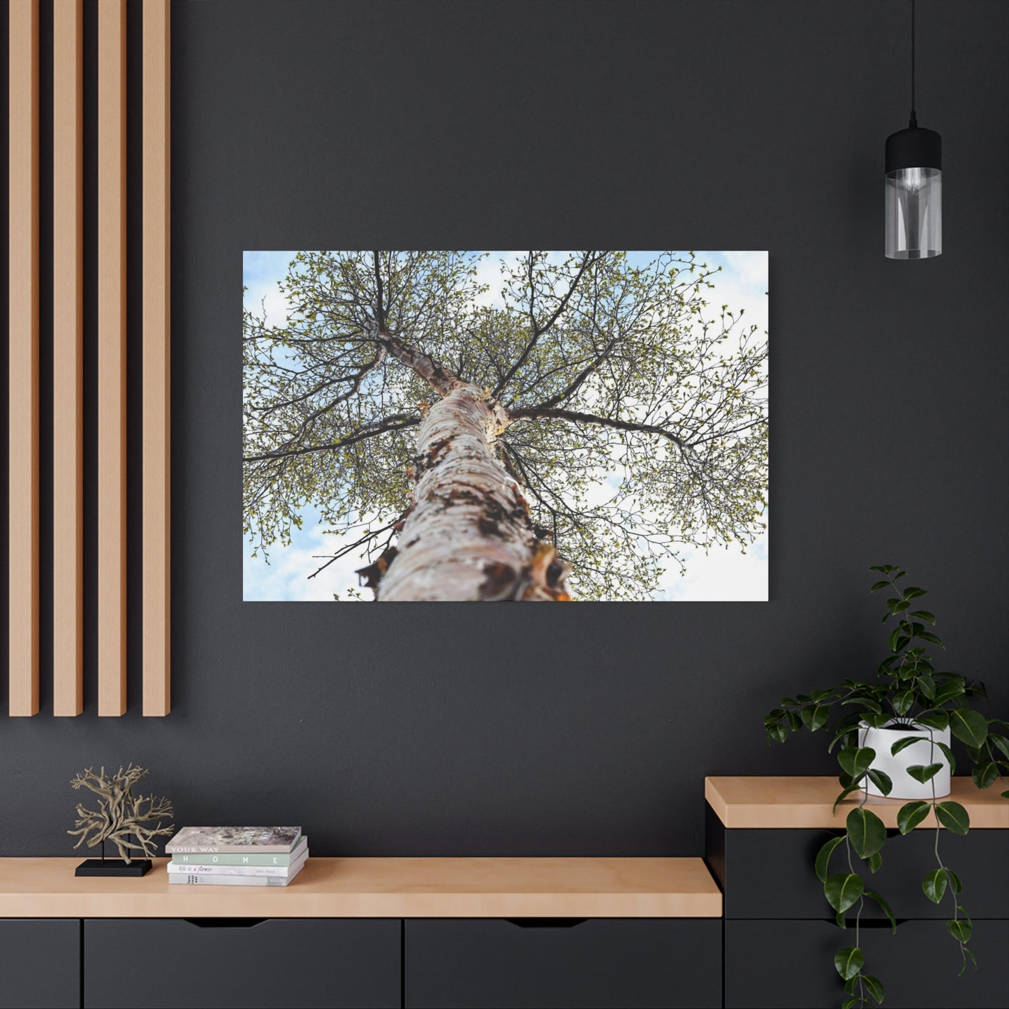 Looking Up Through Birch Light ~ Matte Canvas Print