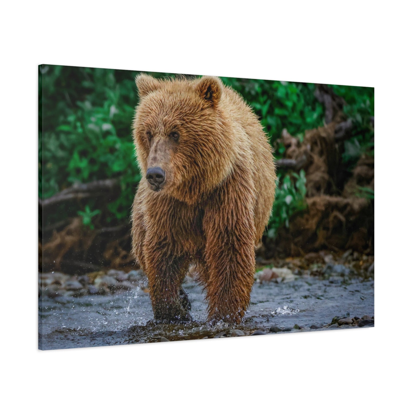 Katmai Brown Bear Wildlife Canvas Print Stretched Matte Nature Wall Art
