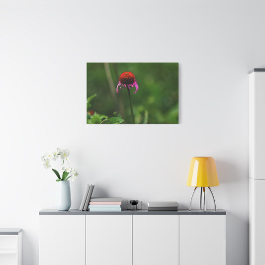 Echinacea Wildflower Canvas Print — Matte Stretched Wall Art