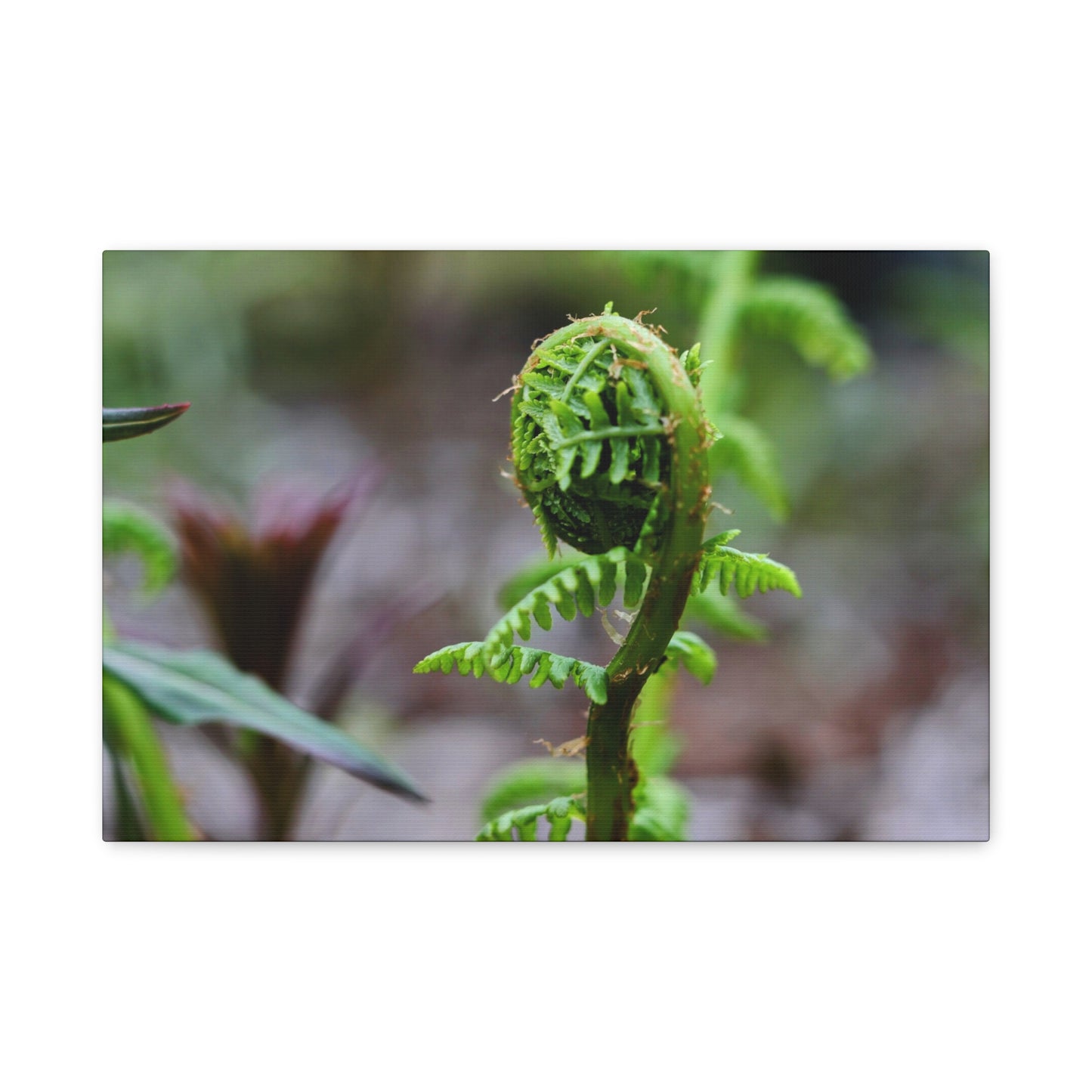Where the Fern Unfurls ~ Matte Botanical Canvas Print