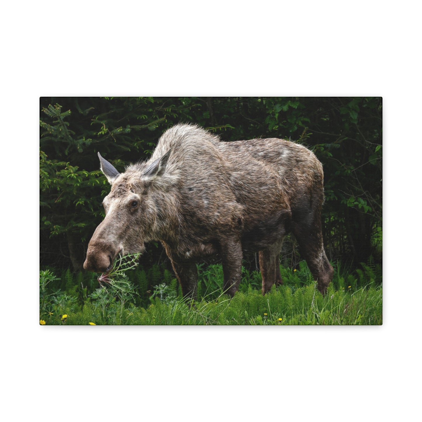 Wild Moose Matte Canvas Print — Rustic Forest Wildlife Wall Art