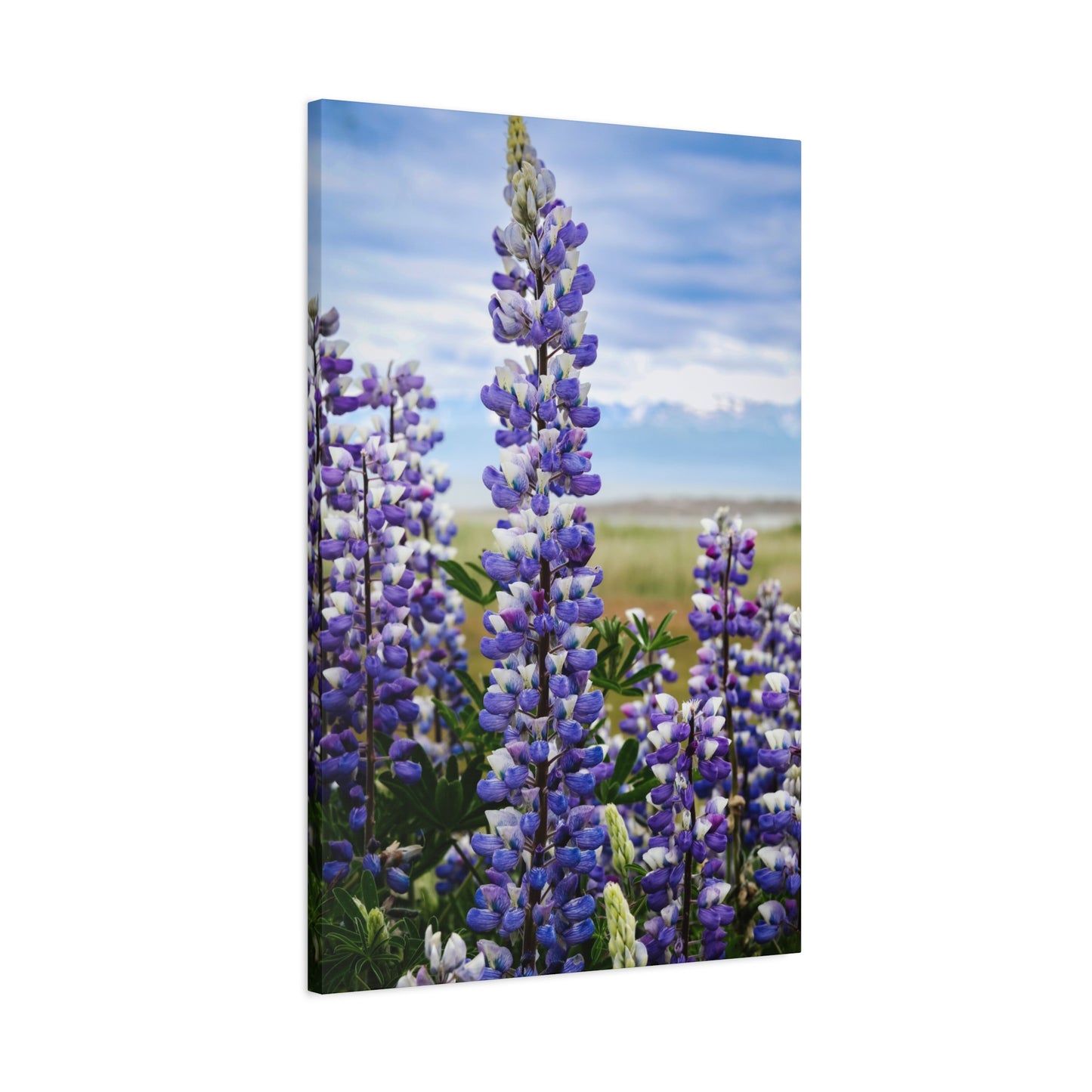 Lupine Field Matte Stretched Canvas