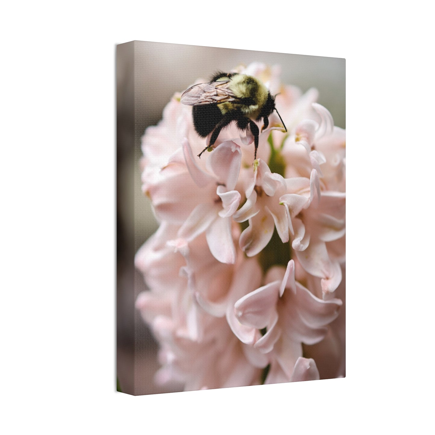 Bee on Pink Hyacinth Canvas Print ~ Botanical Wall Art