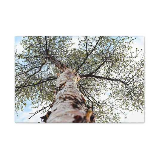 Birch Tree Perspective Matte Canvas Print ~ Nature Wall Art