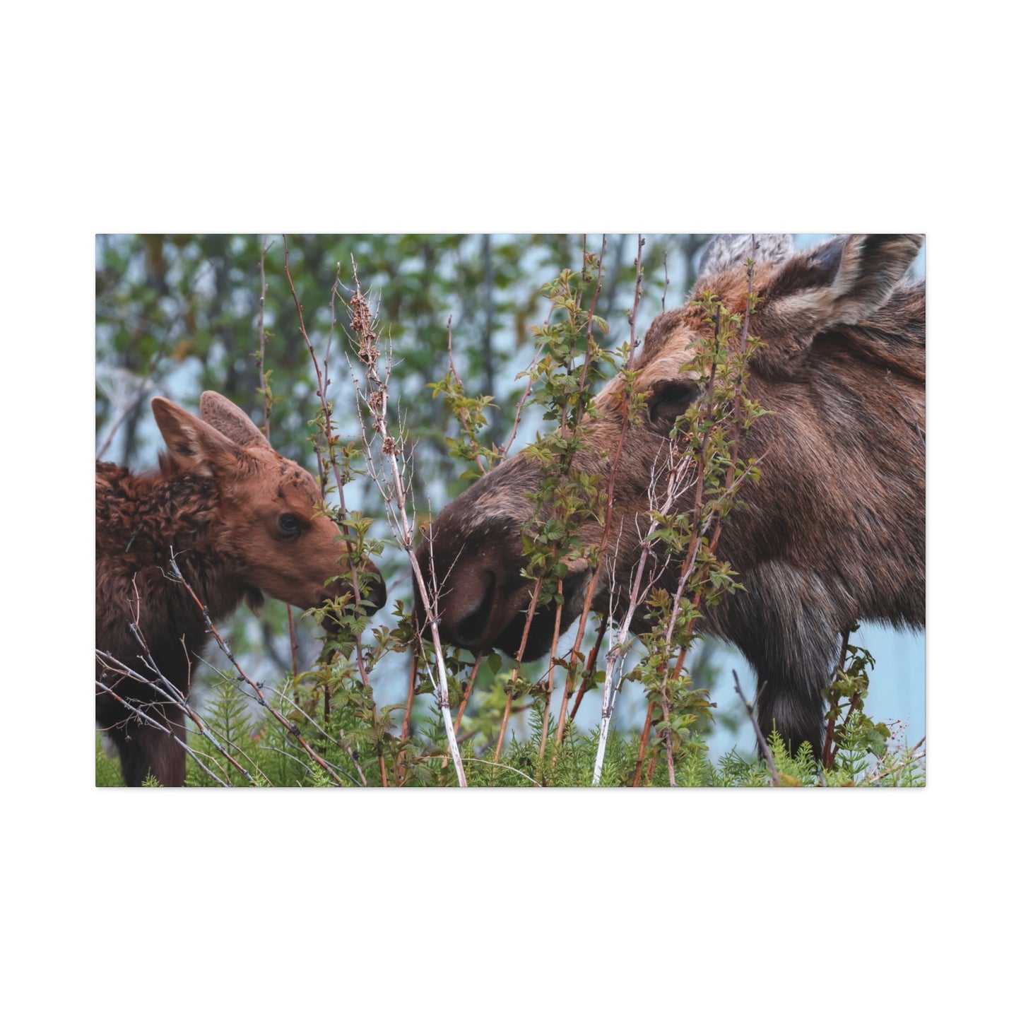 Moose Mama & Calf Matte Canvas Wall Art