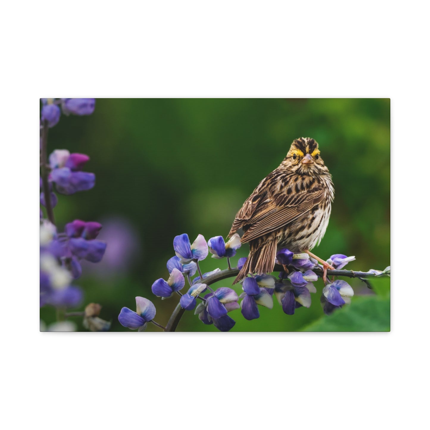 Golden Crowned Sparrow on Lupine, Matte Canvas Print Nature Wall Art