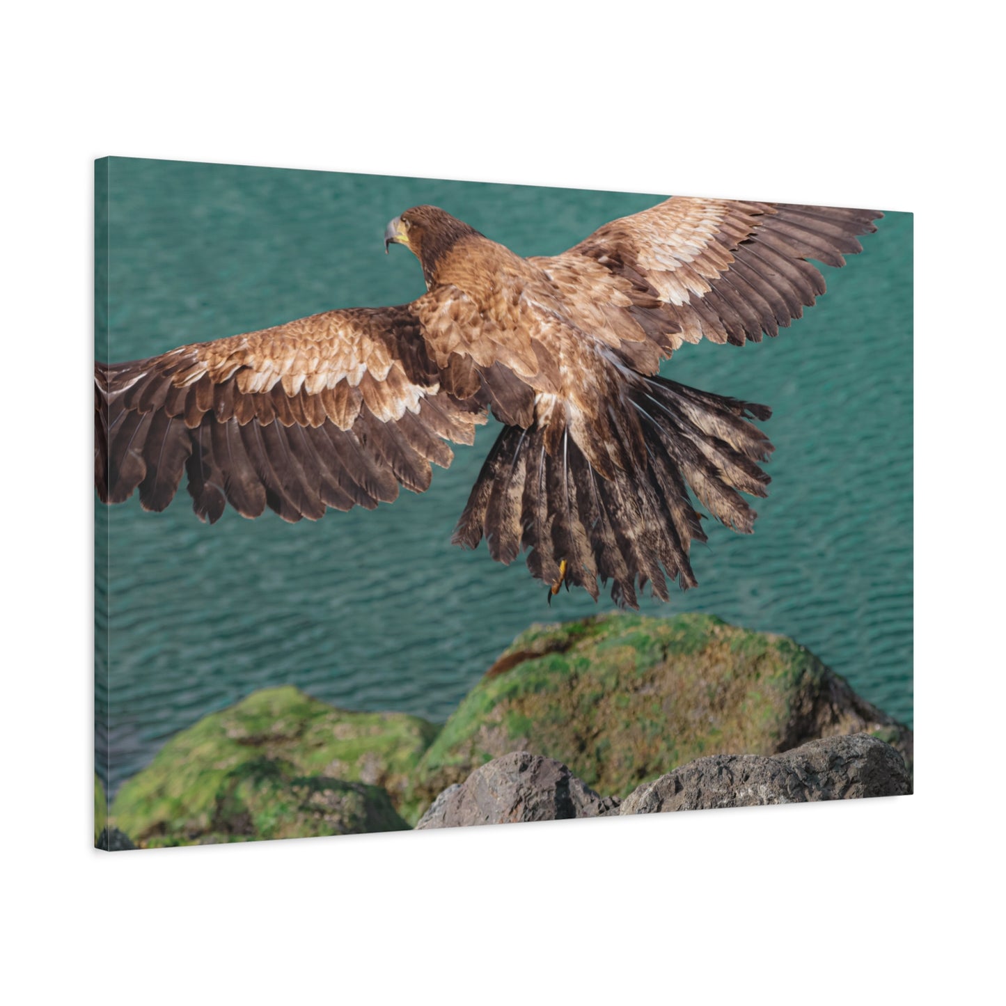 Young Eagle Over Open Water – A Quiet Coastal Canvas Print