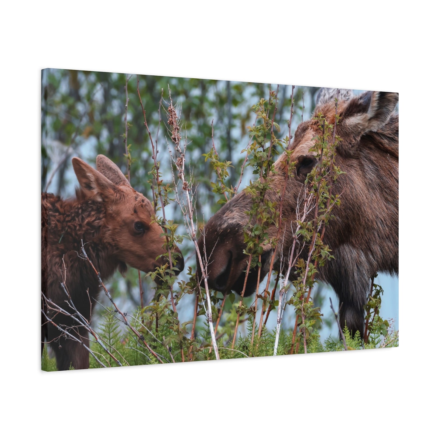 Moose Mama & Calf Matte Canvas Wall Art
