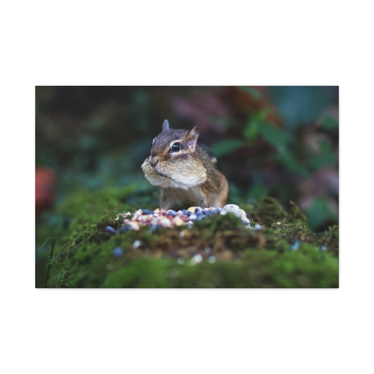 Chipmunk Close-Up Matte Canvas Wall Art ~ Cute Wildlife Photography