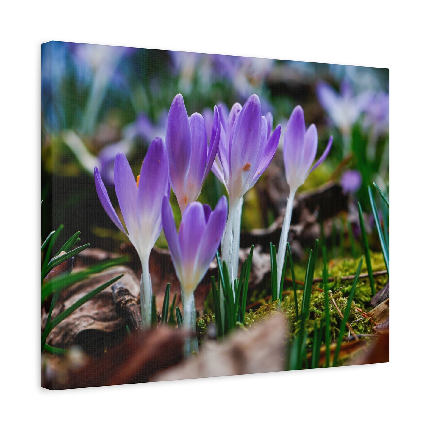 Purple Crocus Spring Flowers Matte Canvas Wall Art, Stretched 1.25"