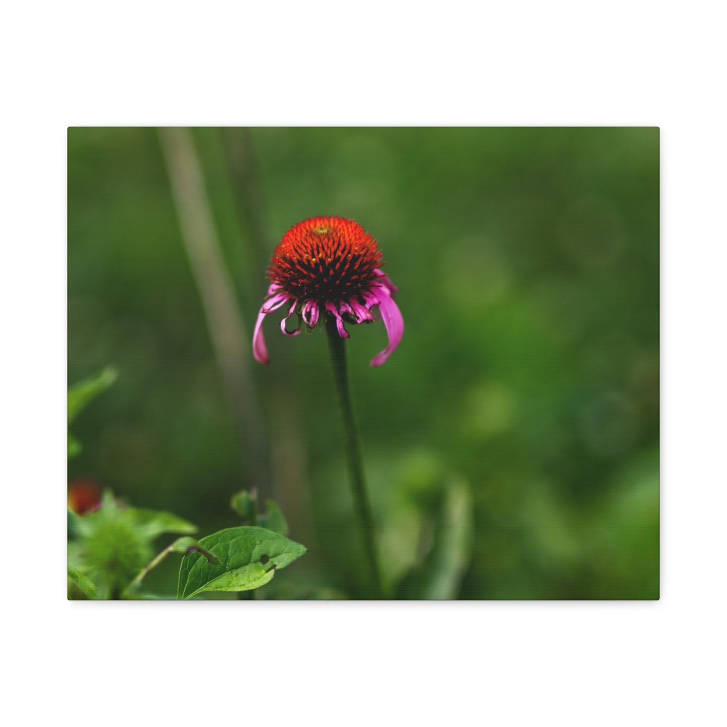 Echinacea Wildflower Canvas Print — Matte Stretched Wall Art
