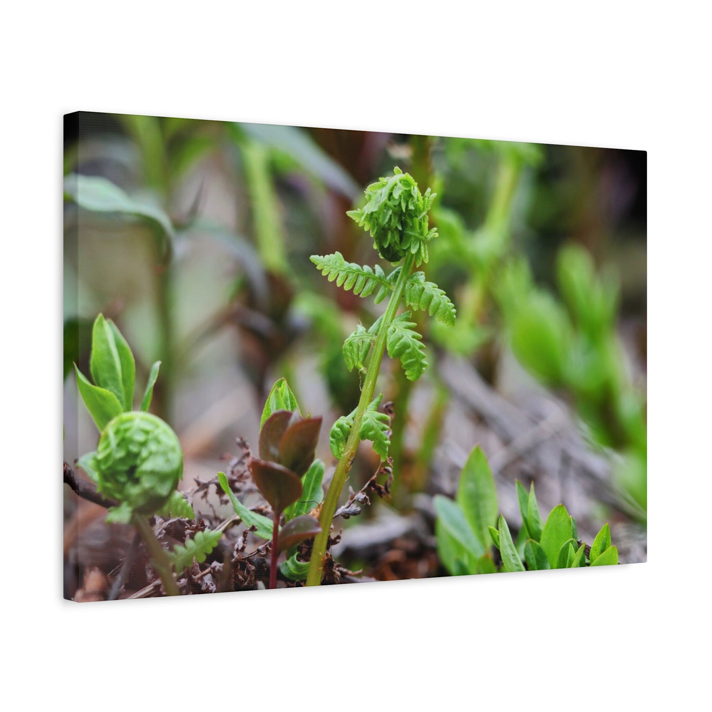 Fiddlehead Fern Matte Stretched Canvas Print ~ Botanical Nature Wall Art