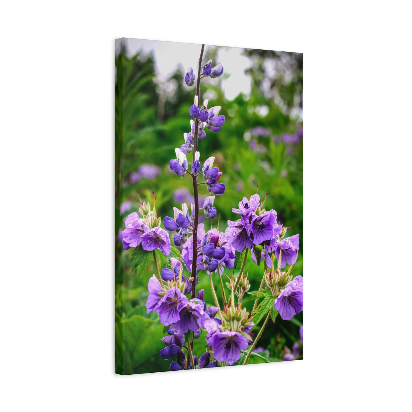 Purple Wildflower Canvas Print – A Quiet Botanical Study