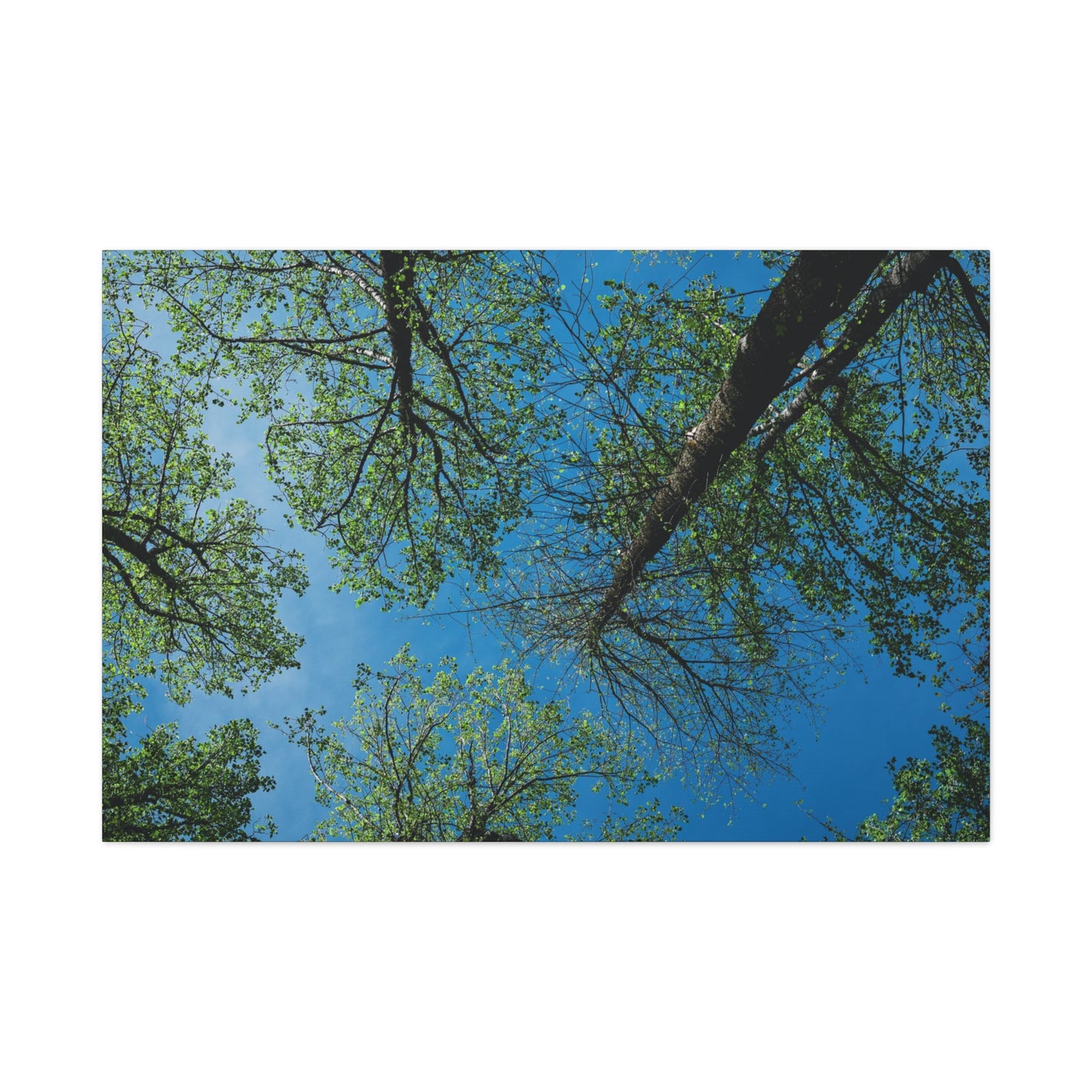 Looking Up Through The Quiet | Stretched Matte Wall Art