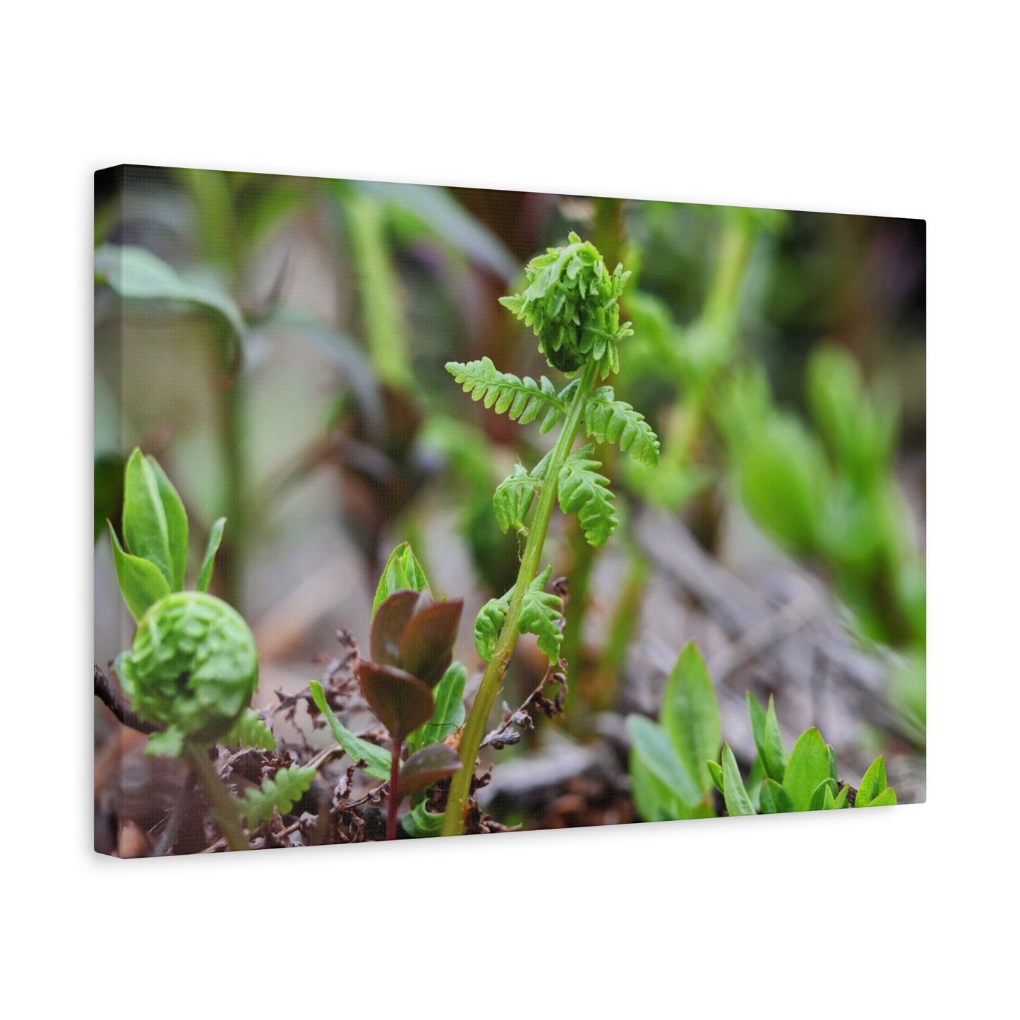 Fiddlehead Fern Matte Stretched Canvas Print ~ Botanical Nature Wall Art