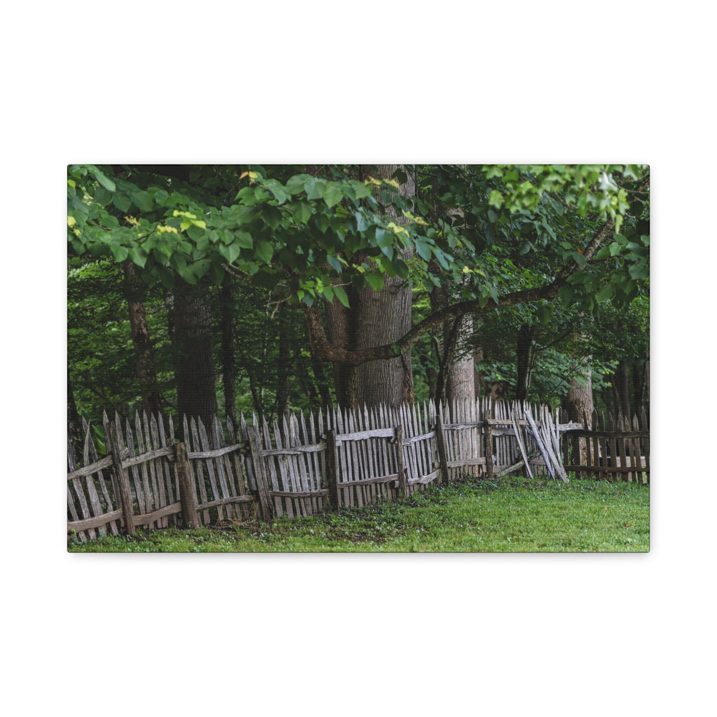 Rustic Split-Rail Fence Canvas Wall Art ~ Forest Landscape Matte Stretched Print