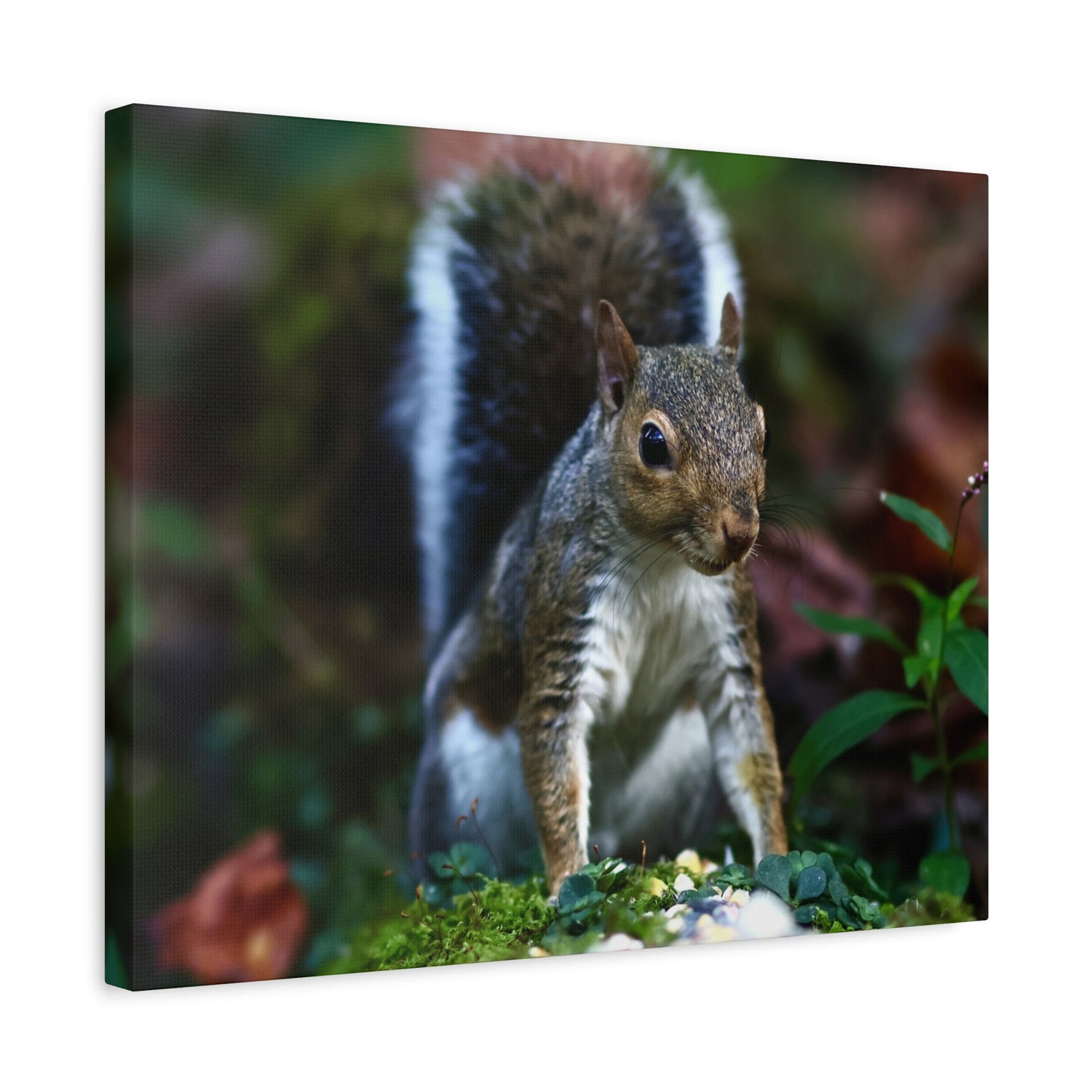 Squirrel Wildlife Matte Canvas Print — Woodland Nature Wall Art