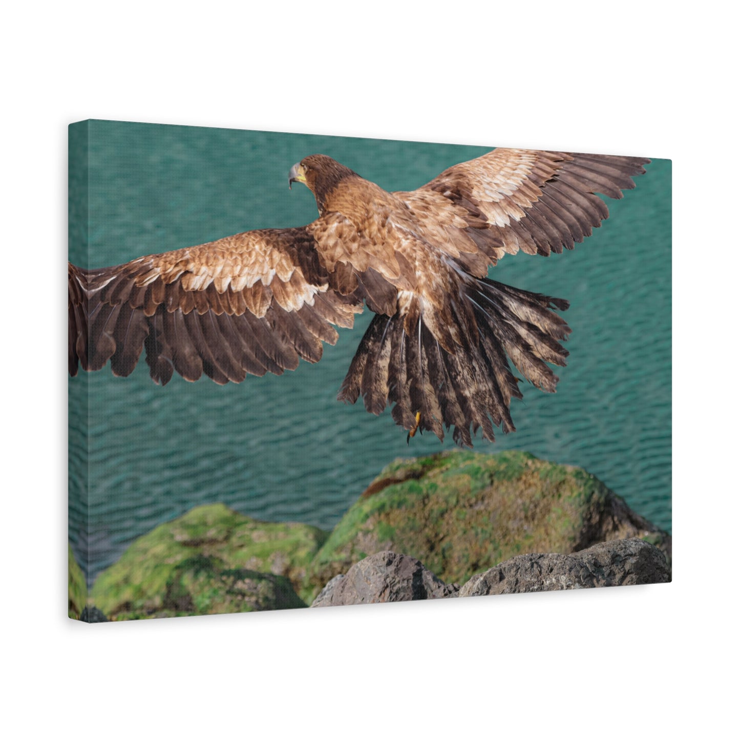 Young Eagle Over Open Water – A Quiet Coastal Canvas Print