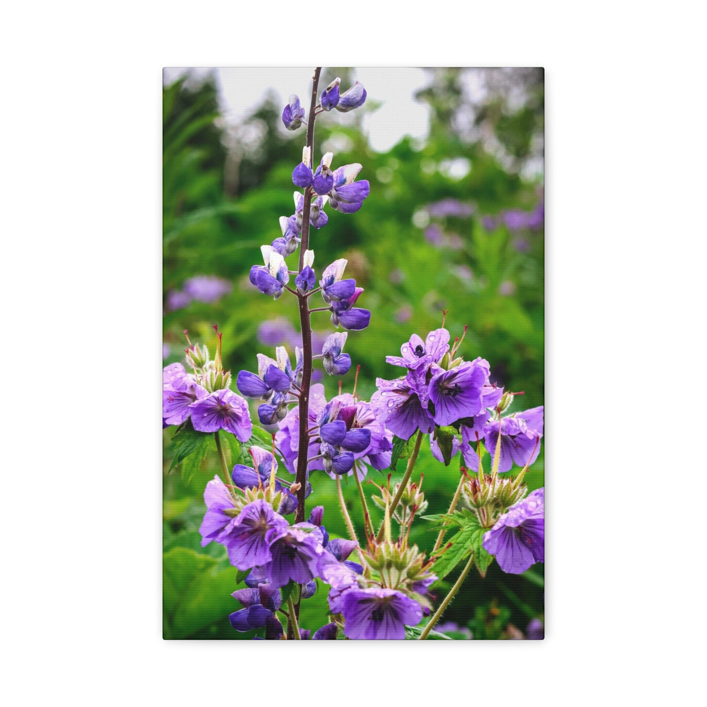 Purple Wildflower Canvas Print – A Quiet Botanical Study