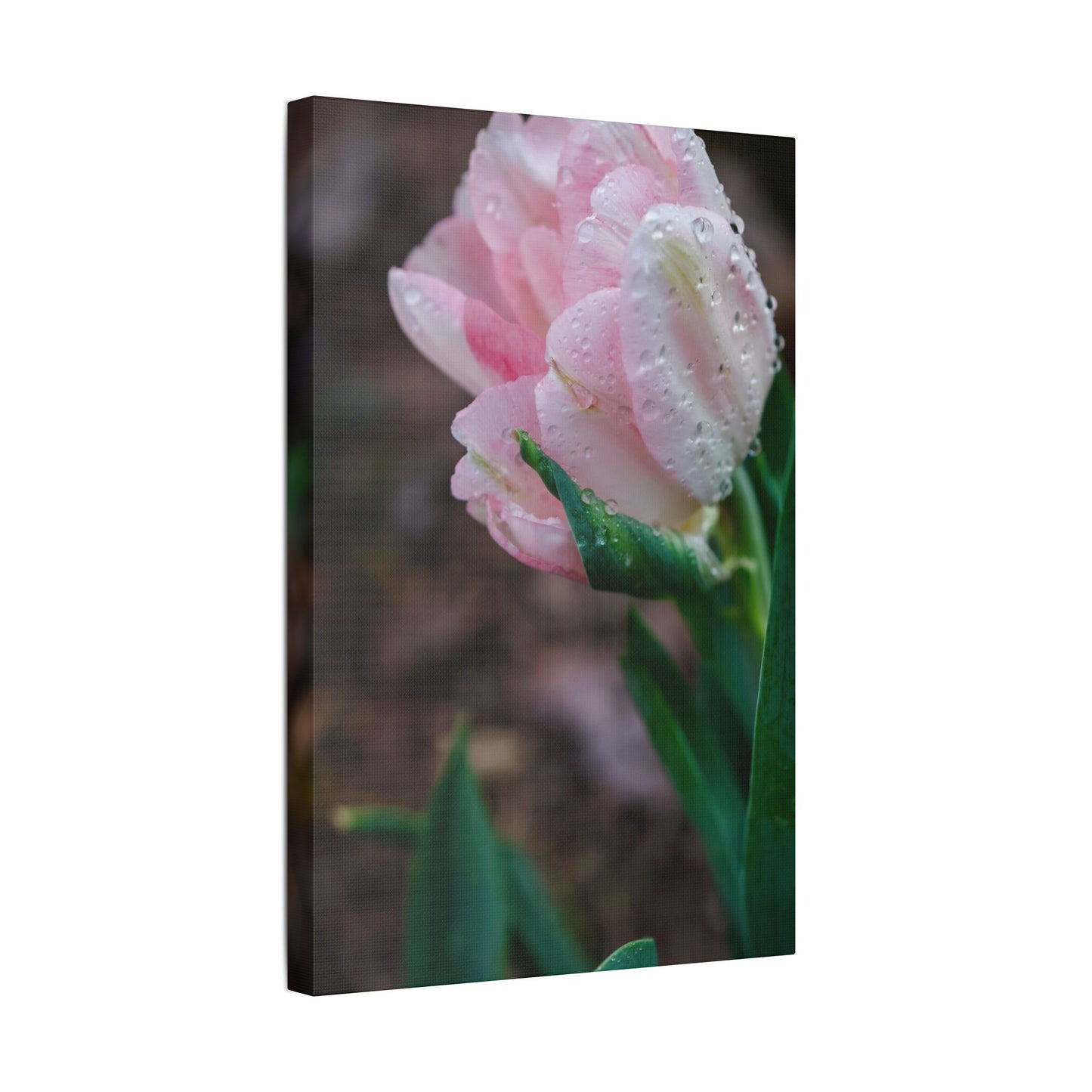 Pale Pink Tulip Close-Up with Rain Drops