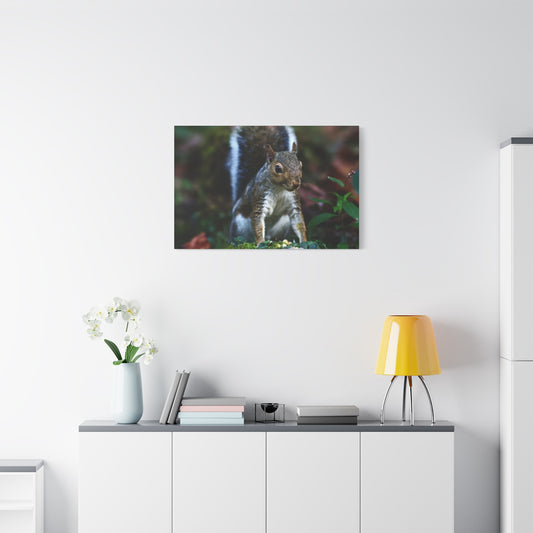 Squirrel Wildlife Matte Canvas Print — Woodland Nature Wall Art