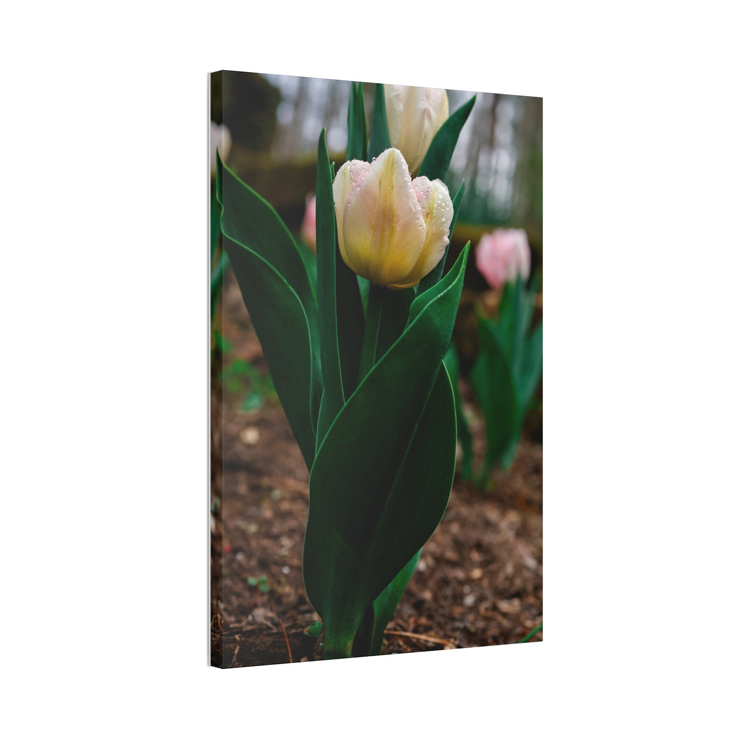 Tulip Blossom Spring Floral on canvas
