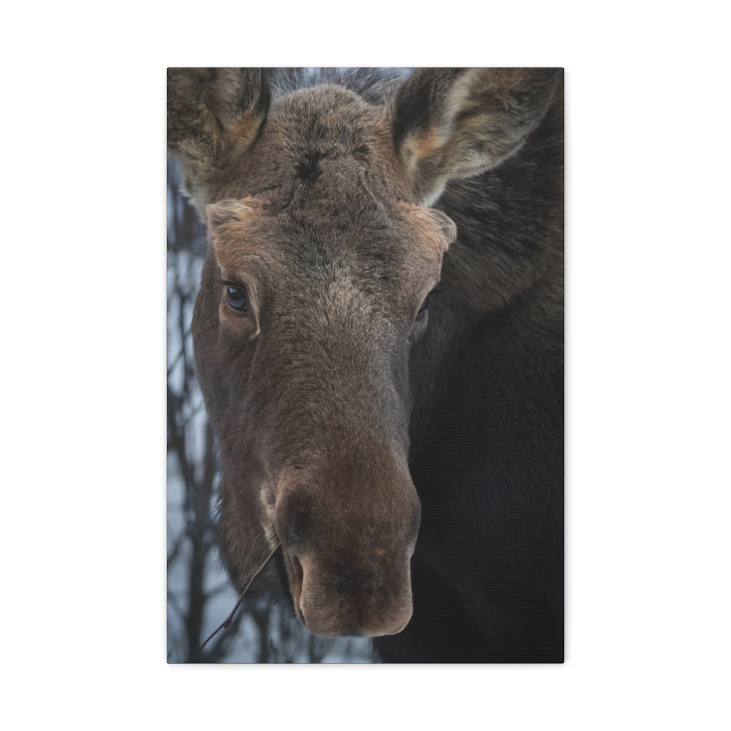 Winter Moose Canvas Print, Stretched Wall Art