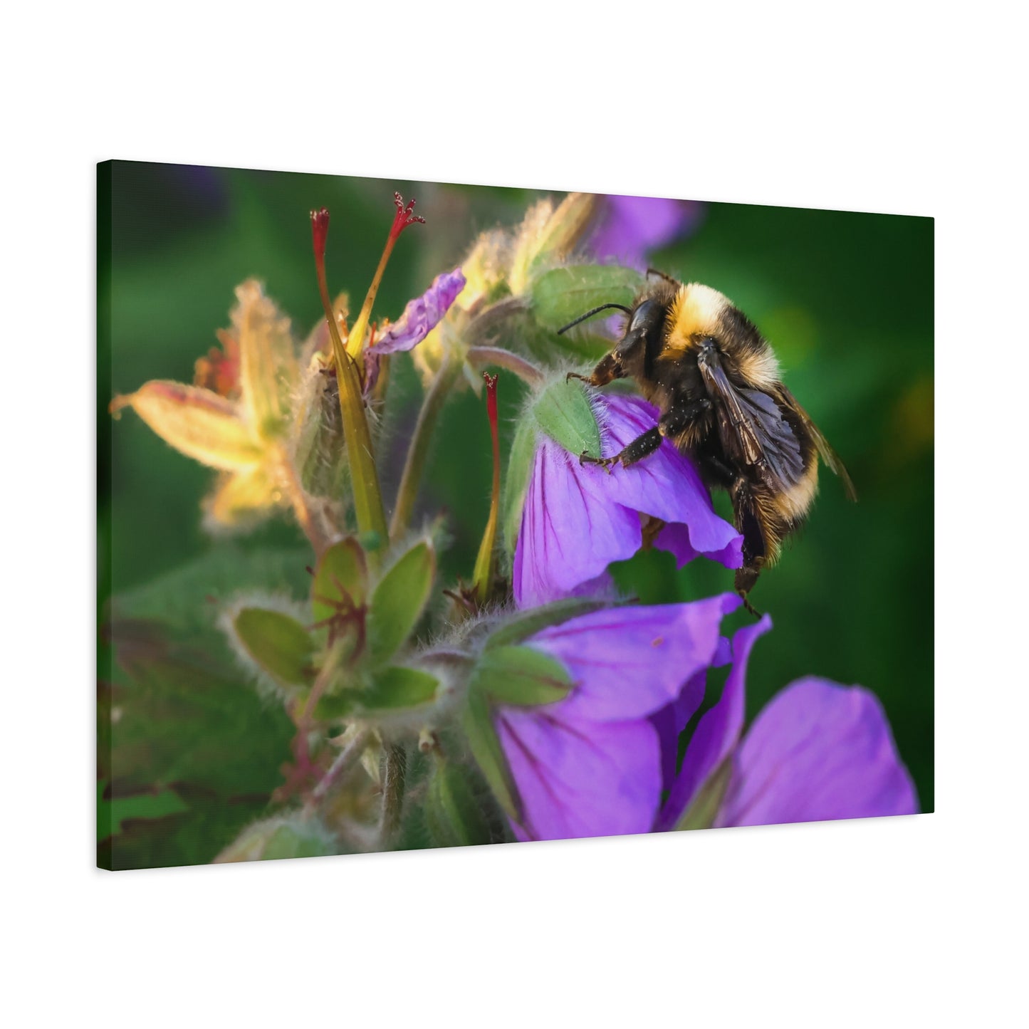 Bee on Purple Flower Matte Canvas Print