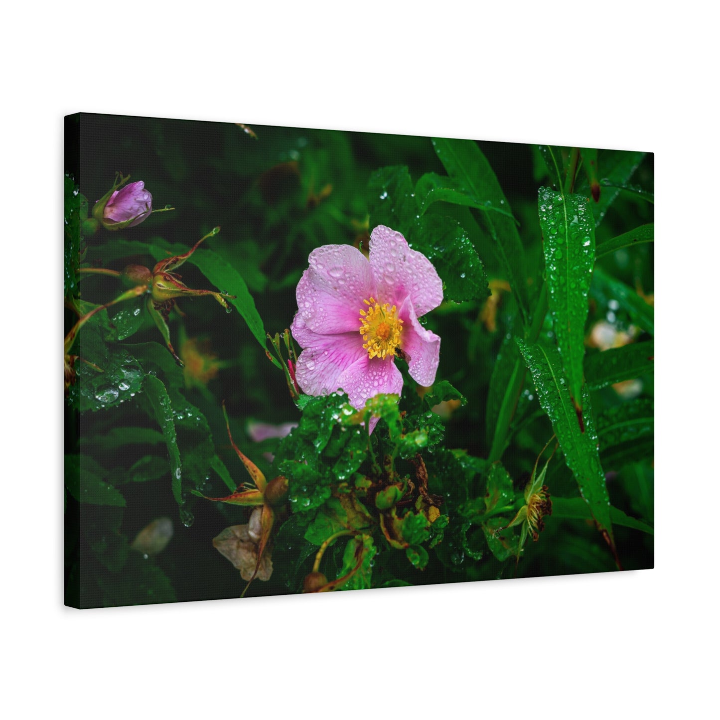 Pink Rosehip Wildflower Dew Matte Canvas Print — Stretched 1.25"