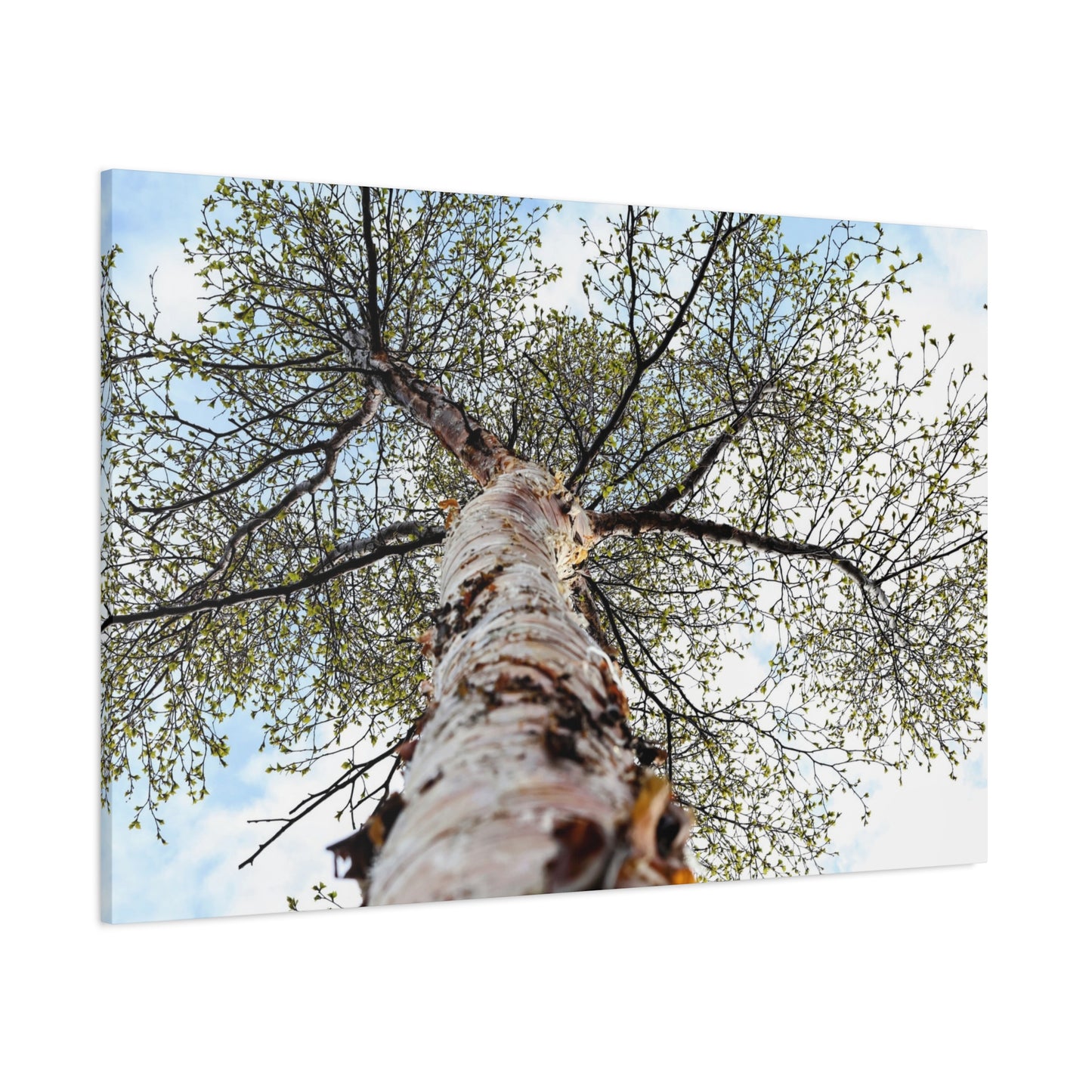Looking Up Through Birch Light ~ Matte Canvas Print