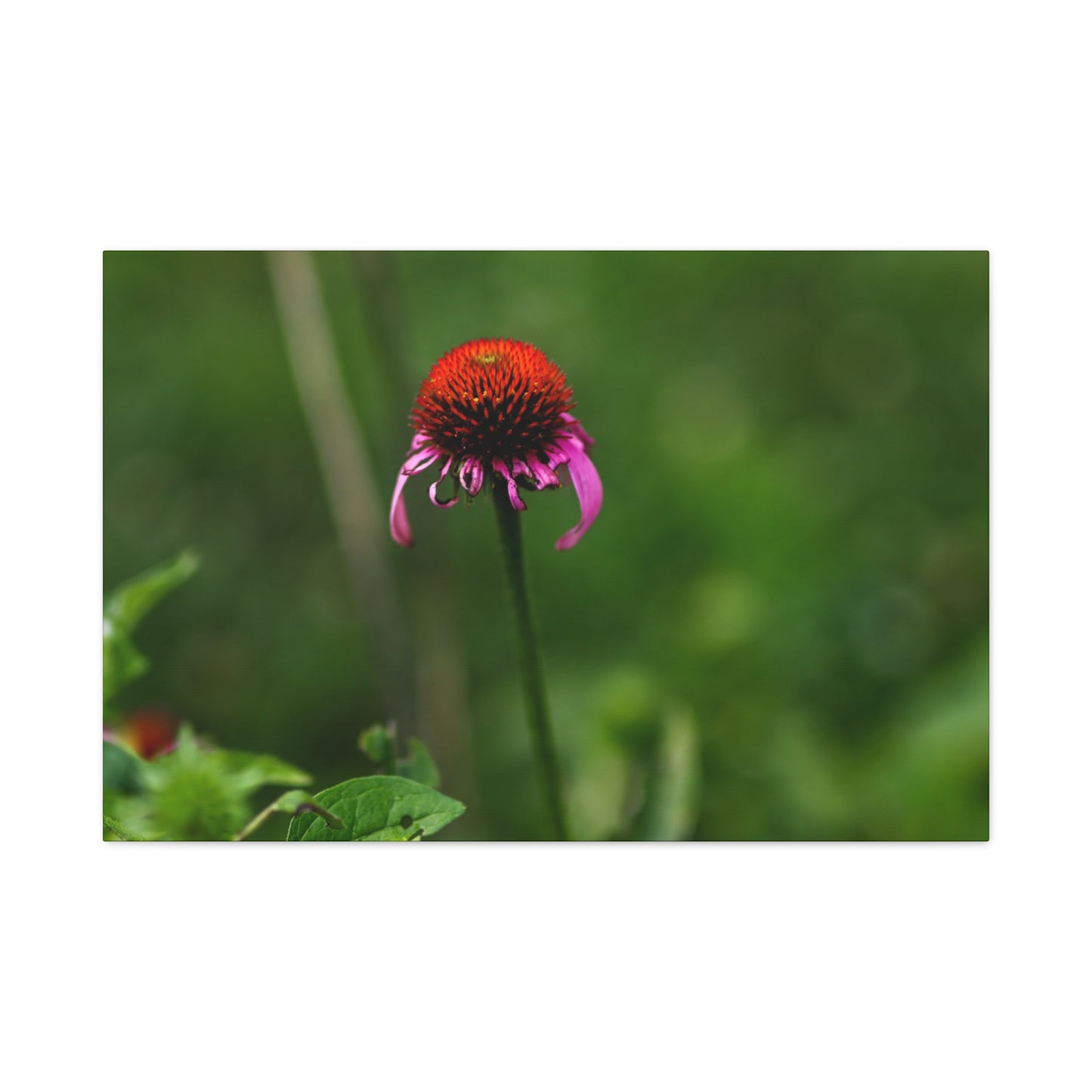 Echinacea Wildflower Canvas Print — Matte Stretched Wall Art