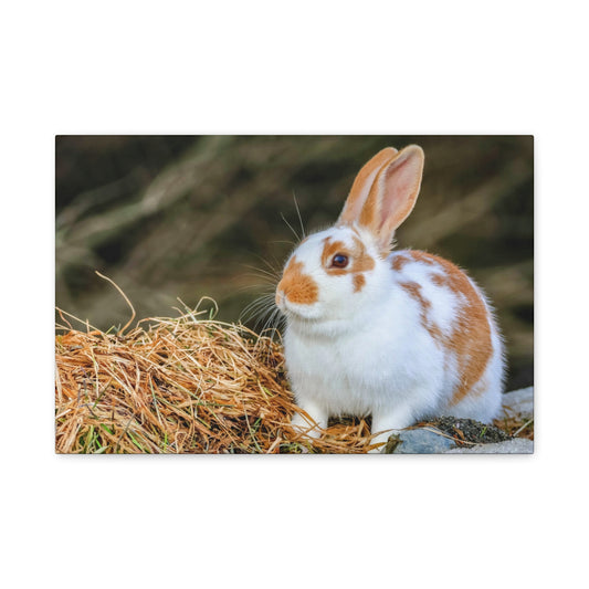 Rabbit Canvas Wall Art ~ Cute Brown & White Bunny Matte Stretched Canvas