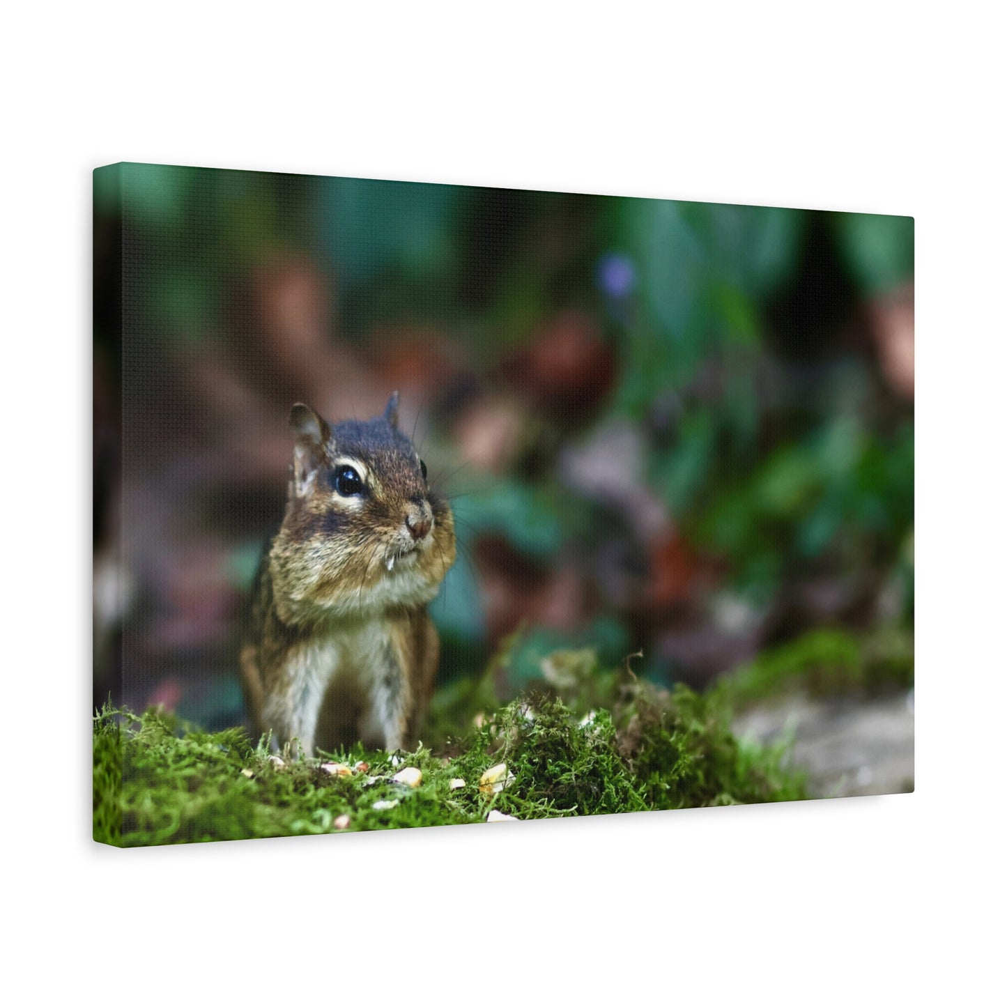 Chipmunk in Moss Matte Canvas Wall Art — Woodland Wildlife Photography Stretched Print
