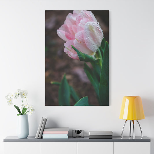 Pale Pink Tulip Close-Up with Rain Drops