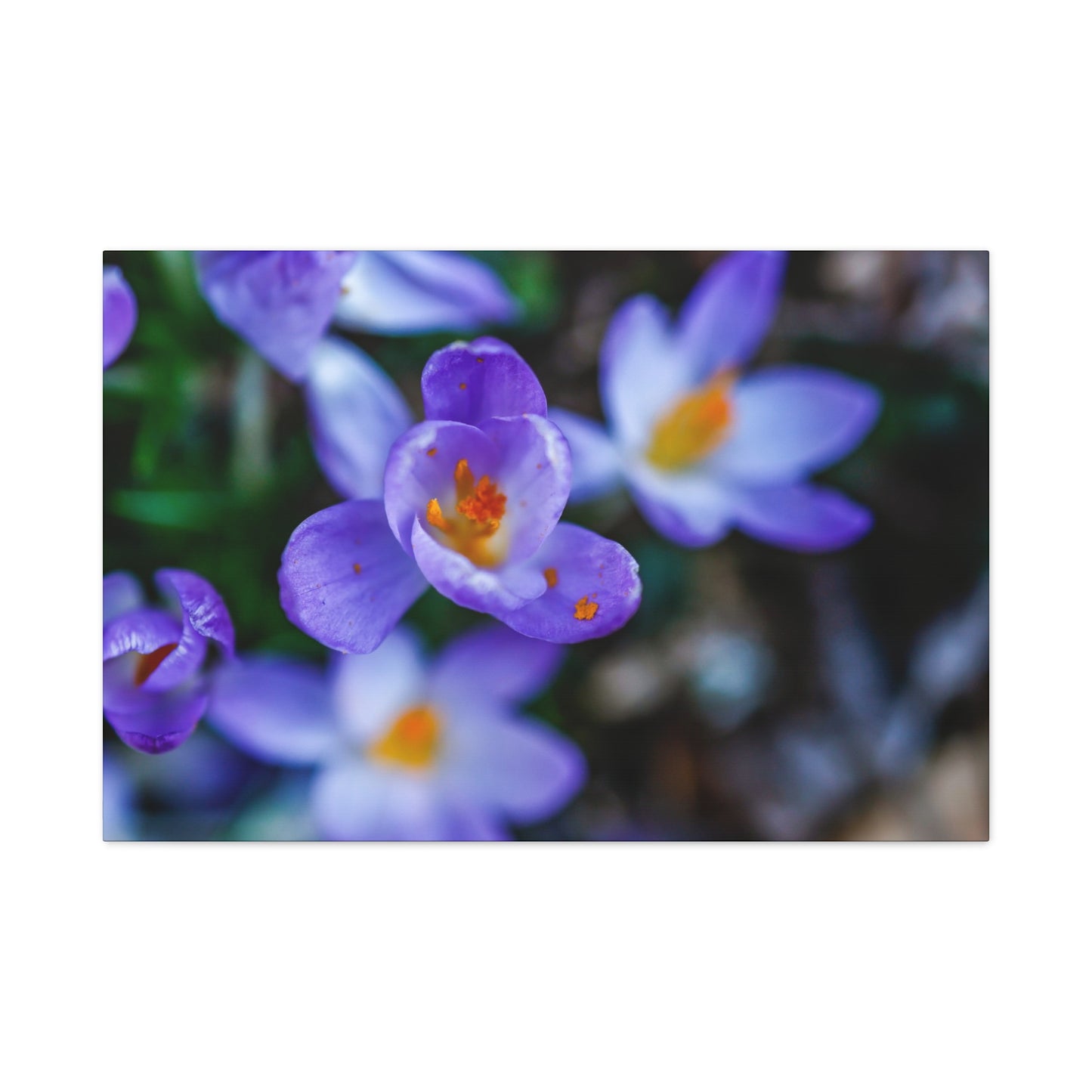 Purple Crocus Blossom Matte Canvas Print, Spring Floral Wall Art