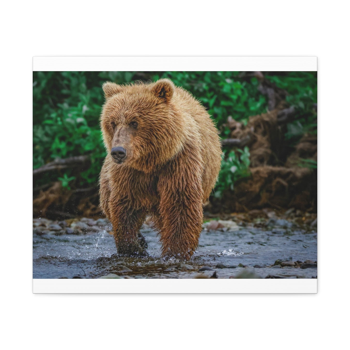 Katmai Brown Bear Wildlife Canvas Print Stretched Matte Nature Wall Art