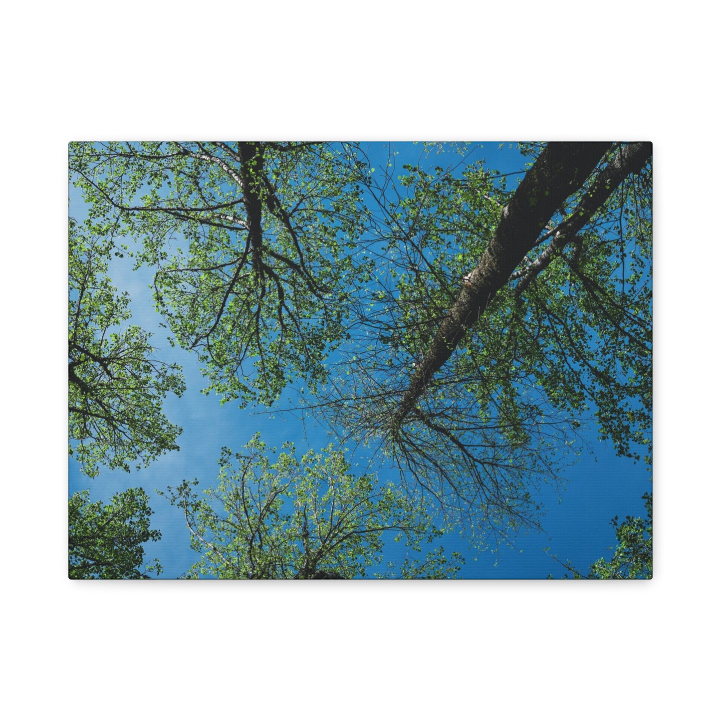 Looking Up Through The Quiet | Stretched Matte Wall Art