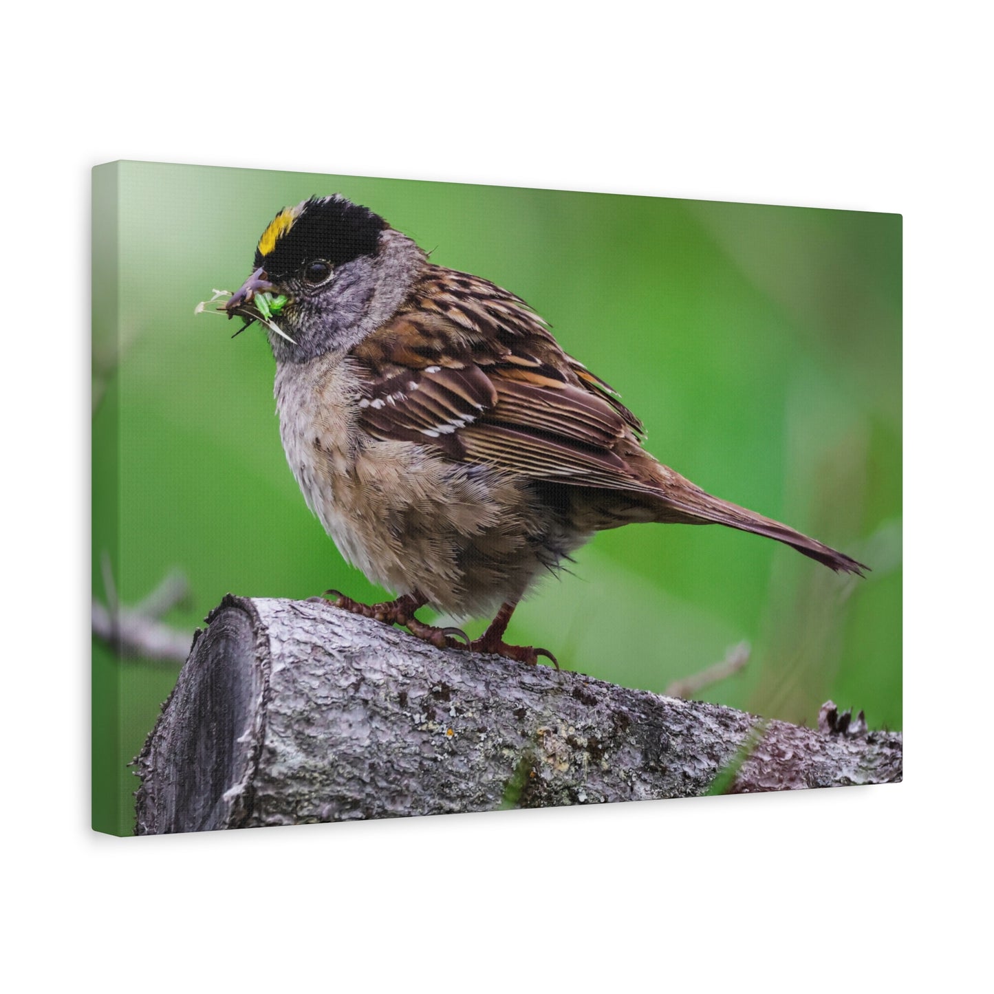 Golden-Crowned Sparrow Canvas Print — Matte Stretched Wall Art