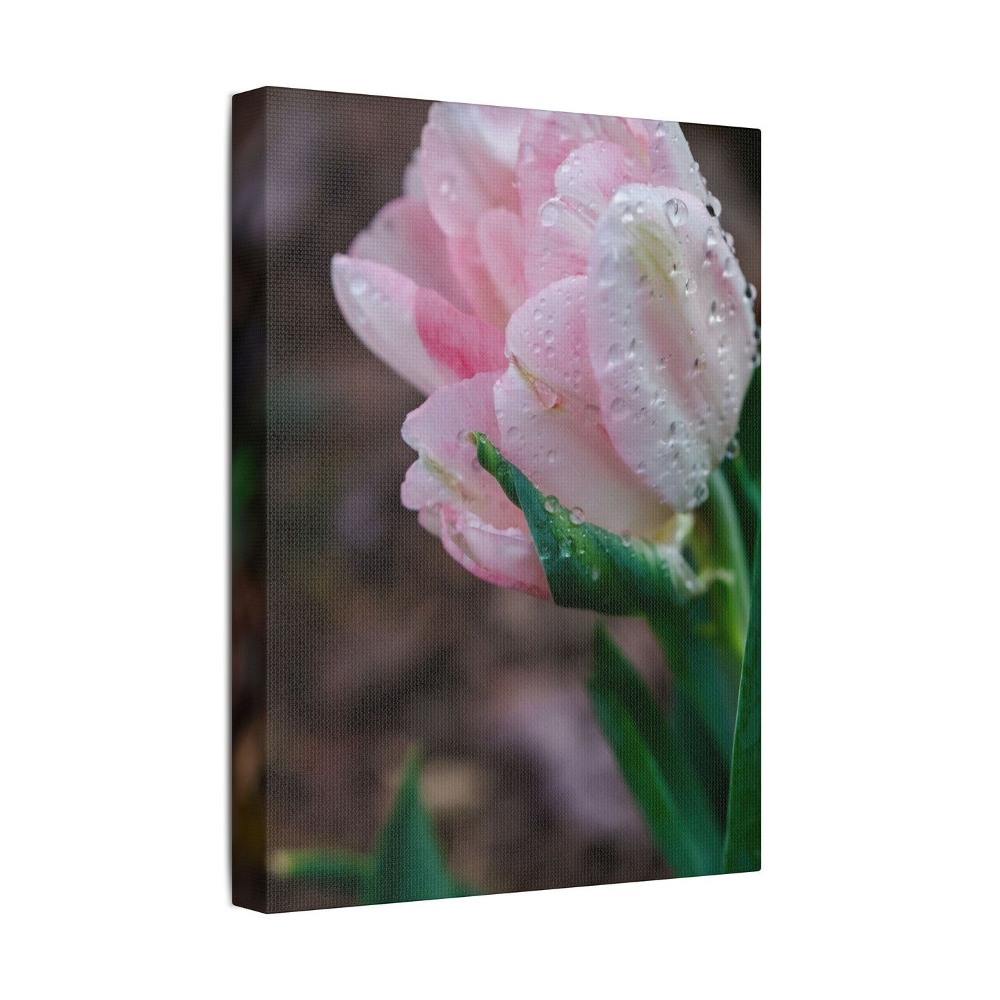 Pale Pink Tulip Close-Up with Rain Drops