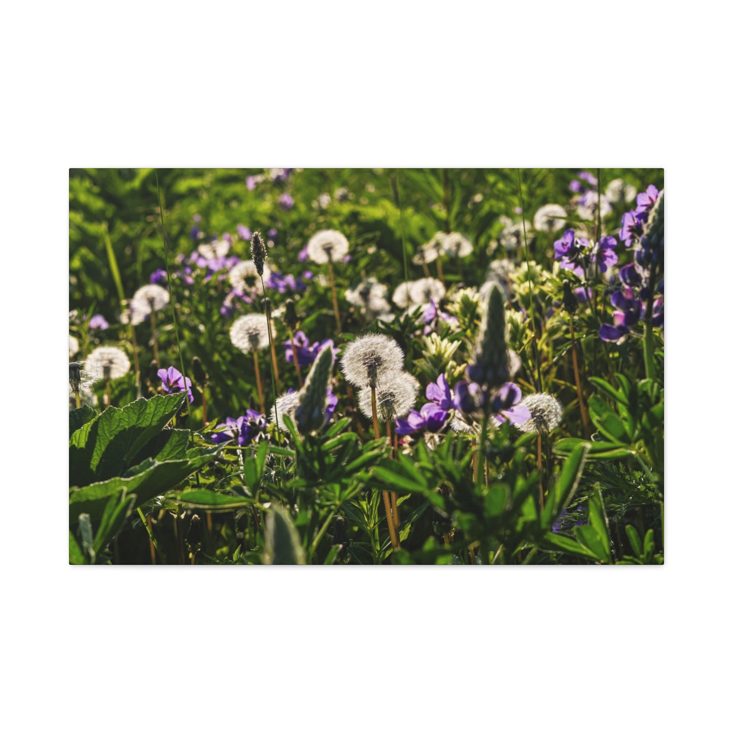 Dandelion Meadow Matte Canvas Print