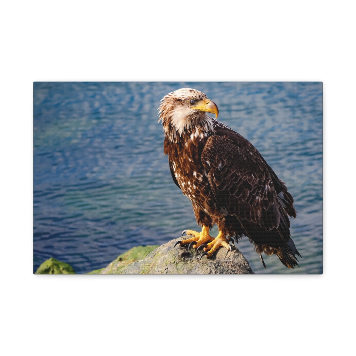 Bald Eagle Wildlife Canvas Print ~ Matte Stretched Wall Art